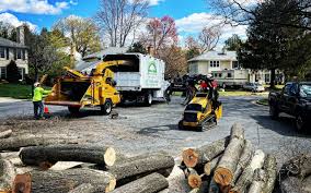 Best Storm Damage Tree Cleanup  in Ronan, MT