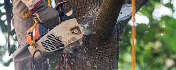 Best Tree Mulching Services  in Ronan, MT