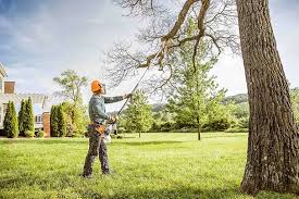 Best Hedge Trimming  in Ronan, MT