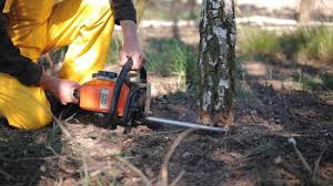 Best Arborist Consultation Services  in Ronan, MT