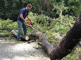 Best Fruit Tree Pruning  in Ronan, MT