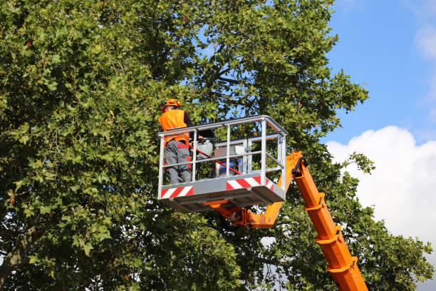 Best Commercial Tree Services  in Ronan, MT