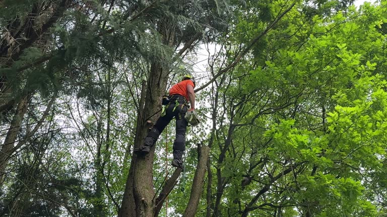 Why Choose Our Tree Removal Services in Ronan, MT?