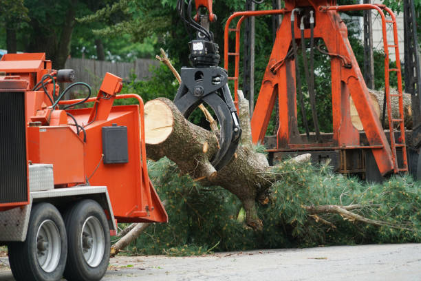 Best Hazardous Tree Removal  in Ronan, MT