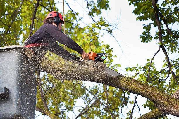 Leaf Removal Services