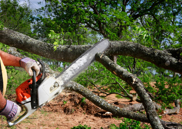 Best Tree and Shrub Care  in Ronan, MT