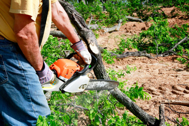 Best Lawn Grading and Leveling  in Ronan, MT